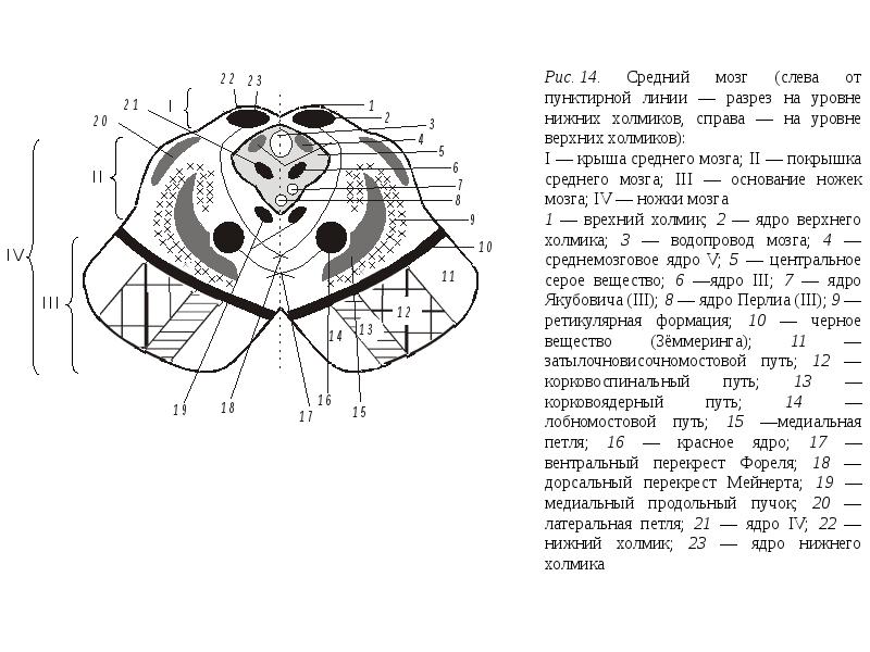 Схема нижнего пучка