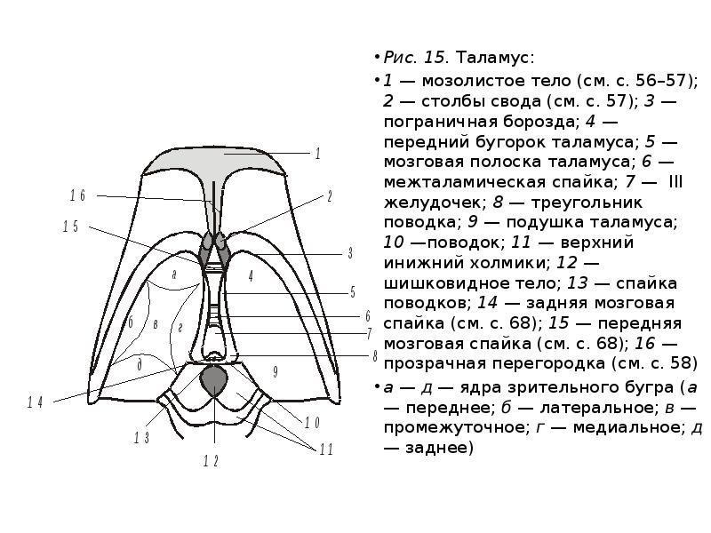 Спайка поводков. Пограничная борозда промежуточного мозга. Пограничная борозда таламуса. Поводки таламуса. Передний бугорок таламуса.