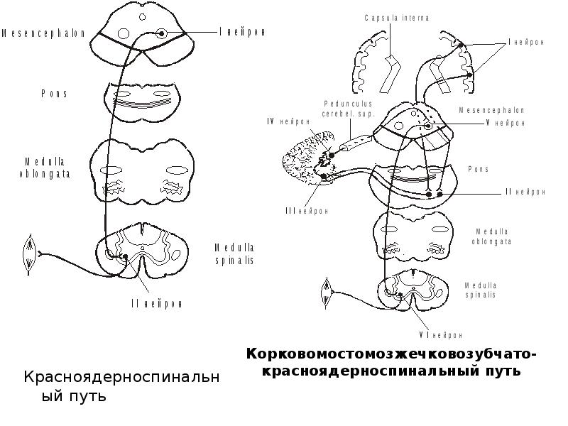 Передний спиноталамический путь схема