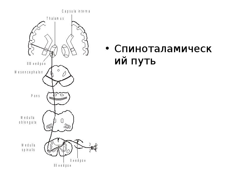 Передний спиноталамический путь схема