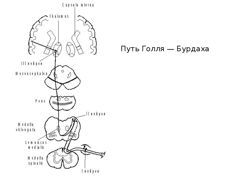 Пучок бурдаха и голля схема