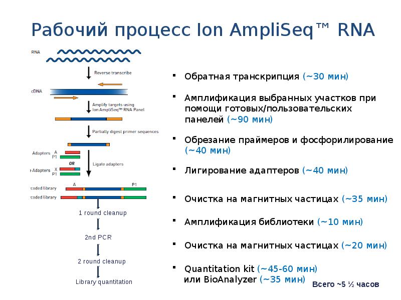 Фиксатор intactrna для стабилизации рнк в биологических образцах