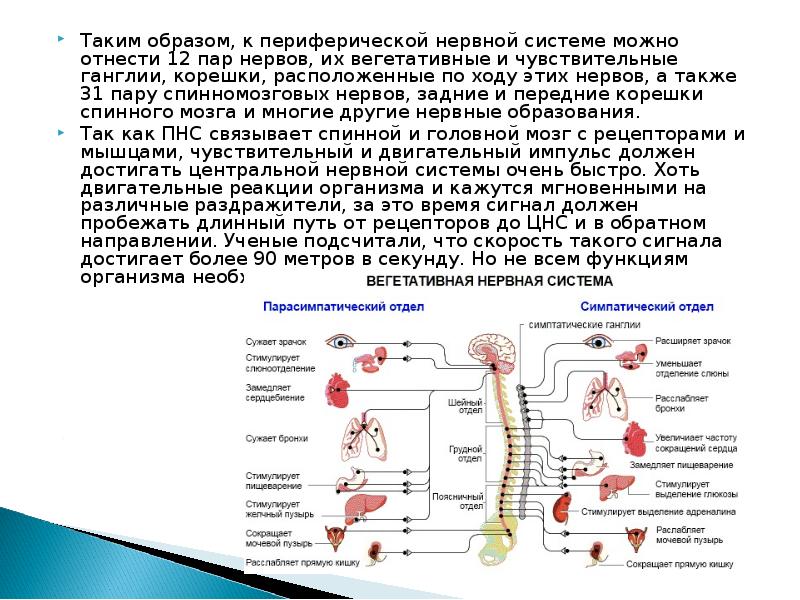 Какие функции выполняет периферическая нервная система. Схема рецепторов нервной системы. Периферическая нервная система анатомия строение. ПНС периферическая нервная система. Рецепторы вегетативной нервной системы.
