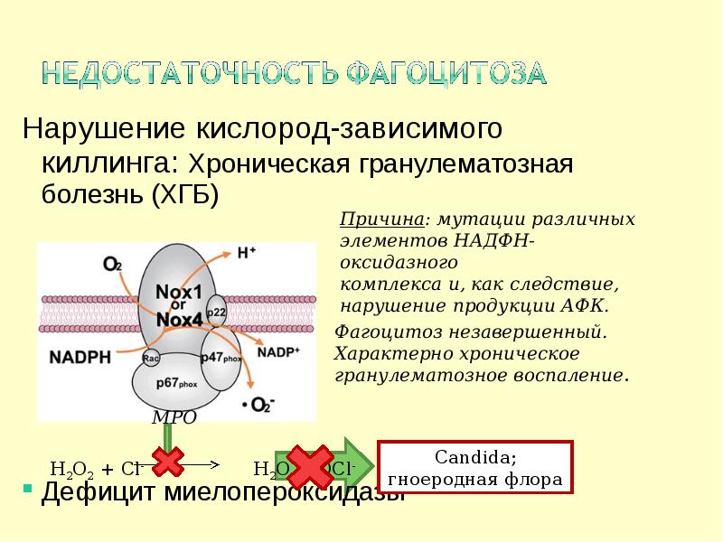 Хроническая гранулематозная болезнь презентация