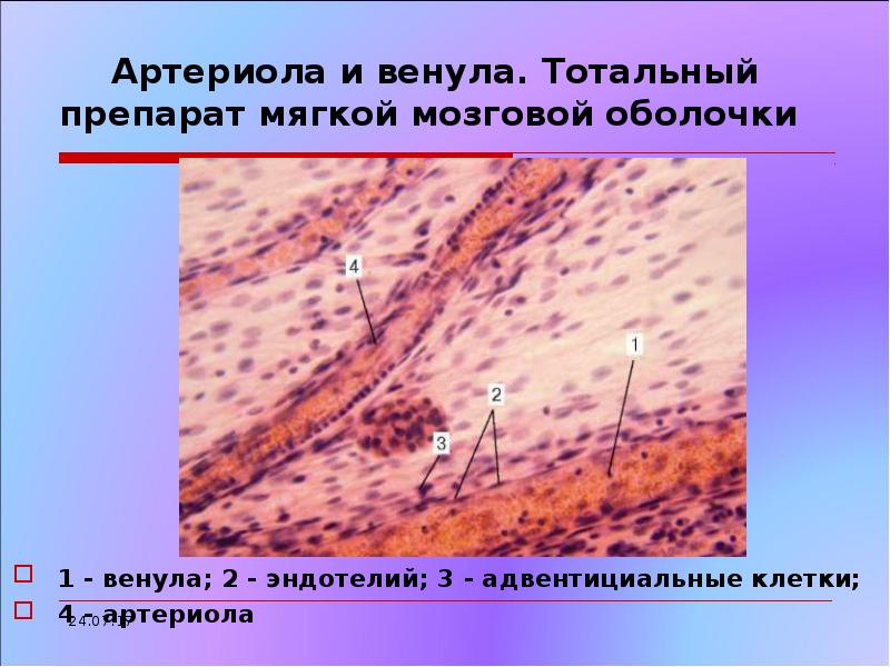 Сосуды микроциркуляторного русла гистология рисунок