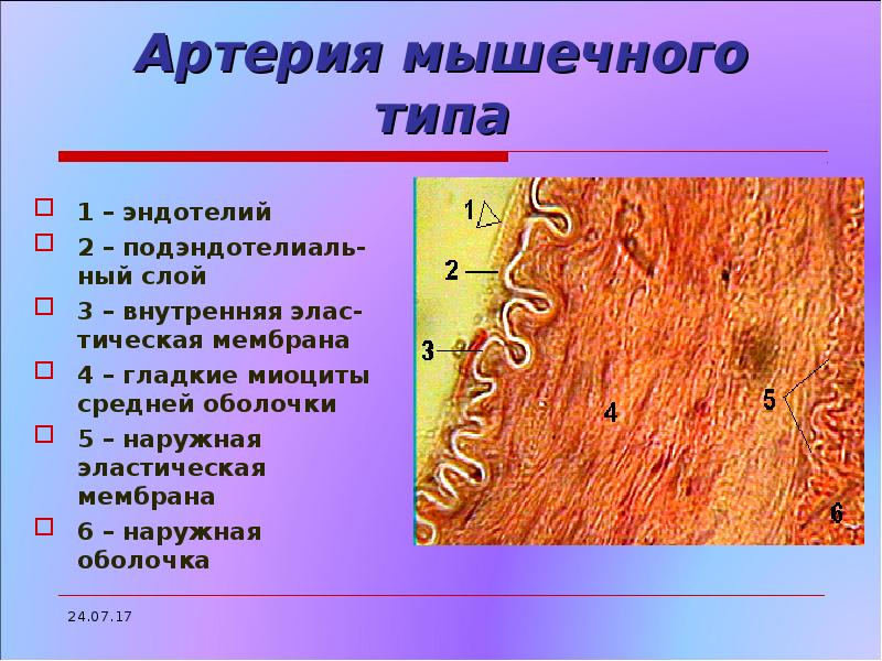 Наружная эластическая мембрана присутствует в стенке