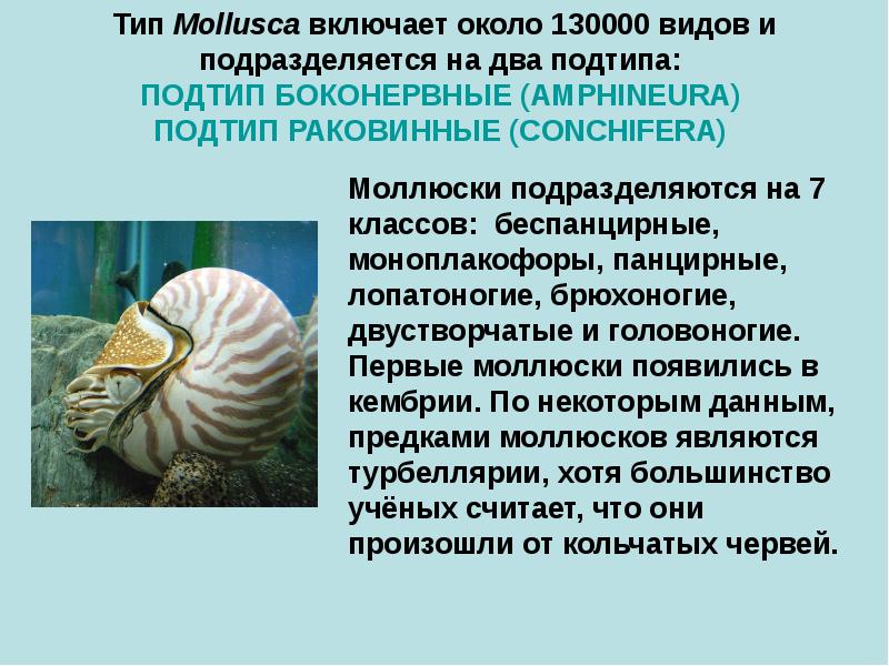 Животные относящиеся к типу моллюски примеры. Тип моллюски. Характеристика типа моллюски. Тип моллюски (Mollusca). Тип моллюски общая характеристика.