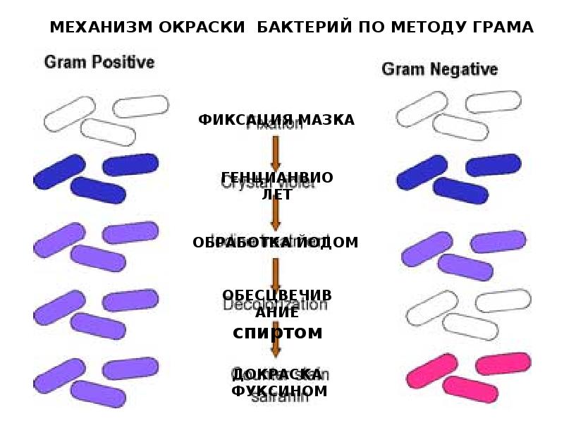 Грам строй