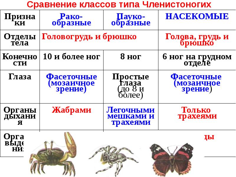 Насекомые сходства и различия. Тип Членистоногие класс насекомые. Таблица по биологии 7 класс признаки раки, пауки, насекомые. Насекомые пауки ракообразные таблица. Сравнительная таблица насекомых пауков и ракообразных.