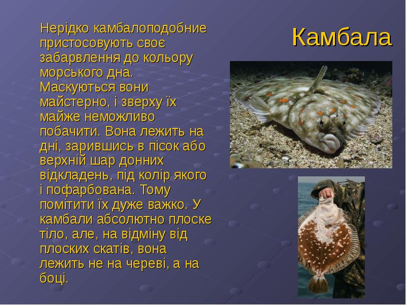 Камбала
Нерідко камбалоподобние пристосовують своє забарвлення до кольору морського дна. Маскуються Камбала
Нерідко камбалоподобние пристосовують своє забарвлення до кольору морського дна. Маскуються