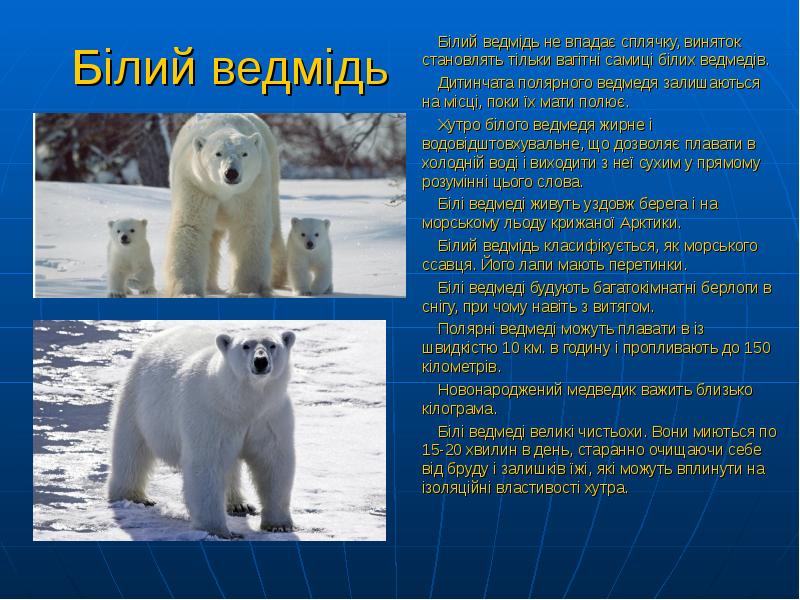 Білий ведмідь
Білий ведмідь не впадає сплячку, виняток становлять тільки вагітні Білий ведмідь
Білий ведмідь не впадає сплячку, виняток становлять тільки вагітні