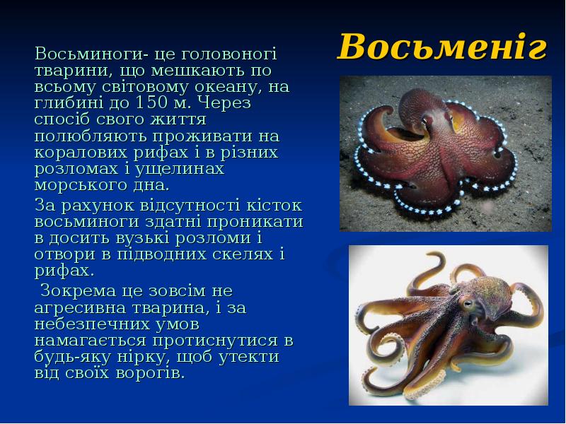 Восьменіг
Восьминоги- це головоногі тварини, що мешкають по всьому світовому океану, Восьменіг
Восьминоги- це головоногі тварини, що мешкають по всьому світовому океану,