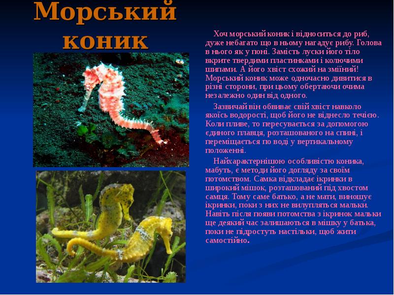 Морський коник
Хоч морський коник і відноситься до риб, дуже небагато Морський коник
Хоч морський коник і відноситься до риб, дуже небагато