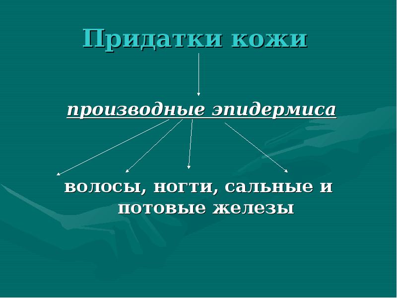 Придатки кожи. Придатки кожи производные эпидермиса. Придатки кожи волосы ногти сальные и потовые железы. Придатки кожи человека.