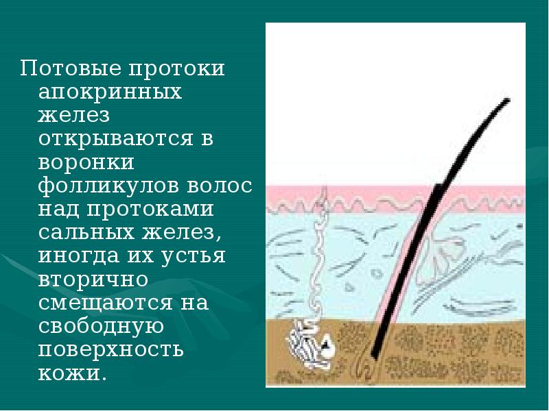 Потовые протоки апокринных желез открываются в воронки фолликулов волос над протоками Потовые протоки апокринных желез открываются в воронки фолликулов волос над протоками