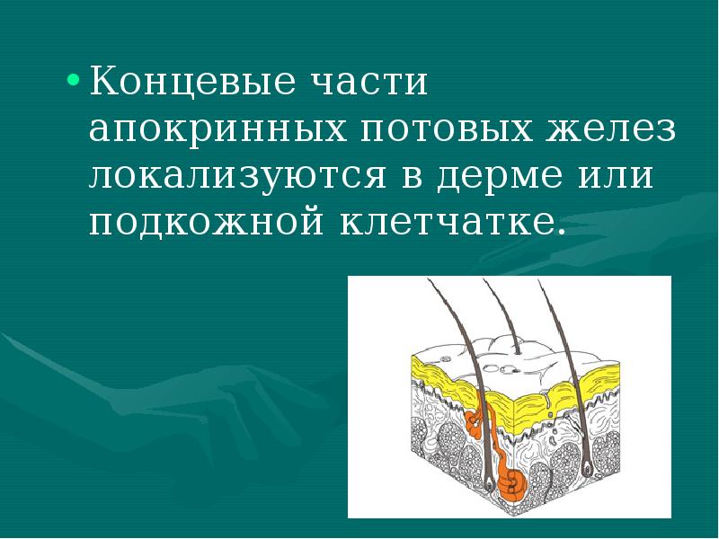 Концевые части апокринных потовых желез локализуются в дерме или подкожной клетчатке. Концевые части апокринных потовых желез локализуются в дерме или подкожной клетчатке.