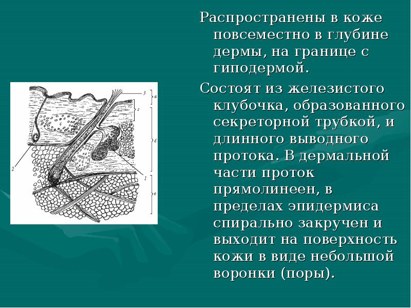 Распространены в коже повсеместно в глубине дермы, на границе с гиподермой.
Распространены в коже повсеместно в глубине дермы, на границе с гиподермой.