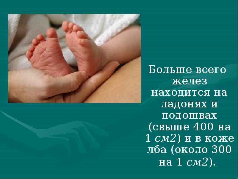 Больше всего желез находится на ладонях и подошвах (свыше 400 на Больше всего желез находится на ладонях и подошвах (свыше 400 на