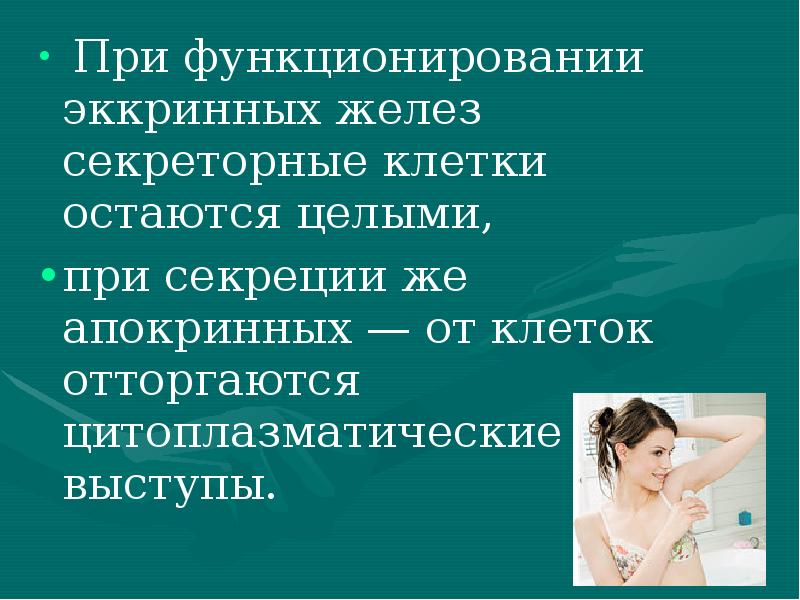 При функционировании эккринных желез секреторные клетки остаются целыми,
При При функционировании эккринных желез секреторные клетки остаются целыми,
При
