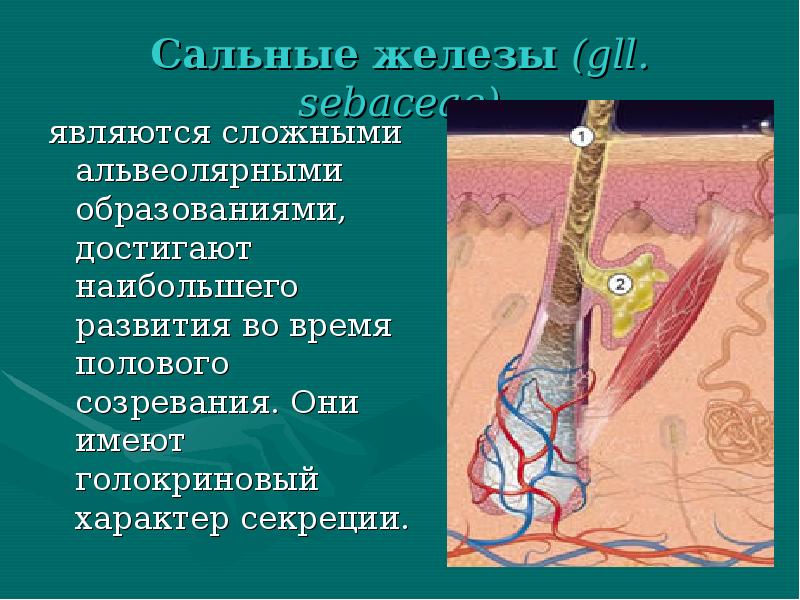 Сальные железы (gll. sebaceae)
являются сложными альвеолярными образованиями, достигают наибольшего развития Сальные железы (gll. sebaceae)
являются сложными альвеолярными образованиями, достигают наибольшего развития