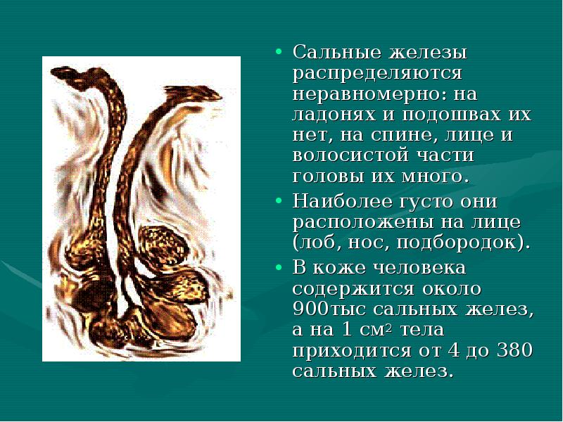 Сальные железы распределяются неравномерно: на ладонях и подошвах их нет, на Сальные железы распределяются неравномерно: на ладонях и подошвах их нет, на