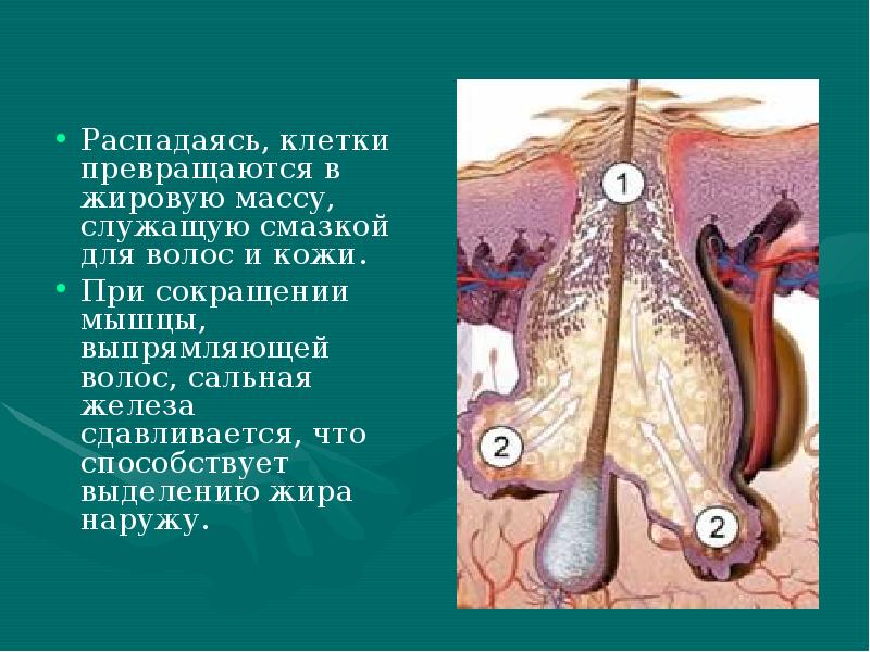 Распадаясь, клетки превращаются в жировую массу, служащую смазкой для волос и Распадаясь, клетки превращаются в жировую массу, служащую смазкой для волос и