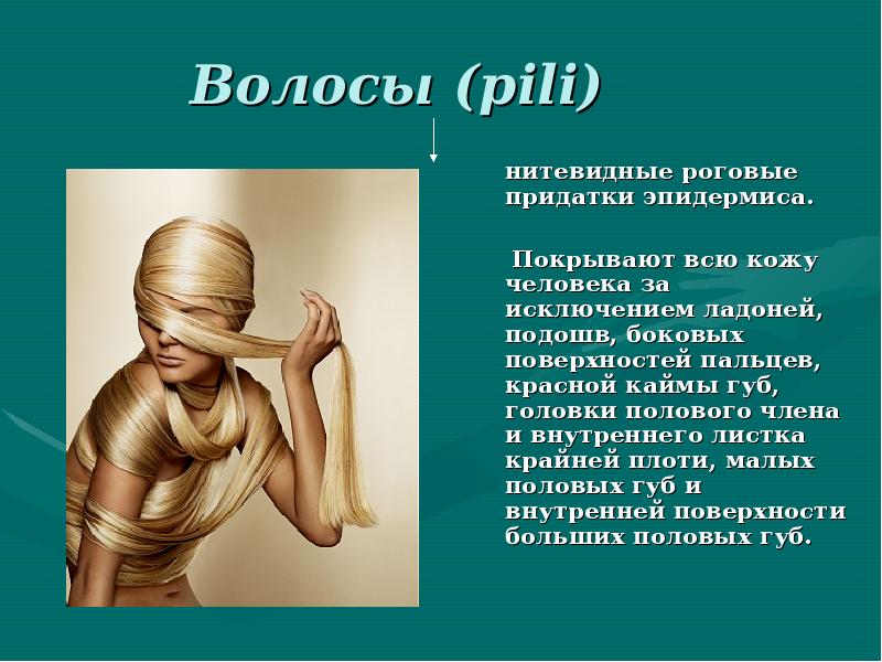 Волосы (pili)
нитевидные роговые придатки эпидермиса.
Волосы (pili)
нитевидные роговые придатки эпидермиса.