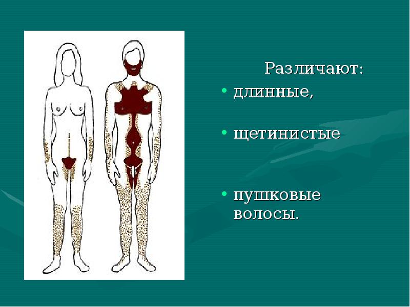 Что такое пушковые а что такое терминальные волосы