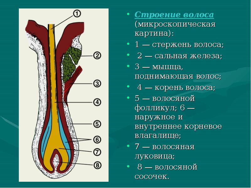 Строение волоса (микроскопическая картина):
Строение волоса (микроскопическая картина):
1 Строение волоса (микроскопическая картина):
Строение волоса (микроскопическая картина):
1