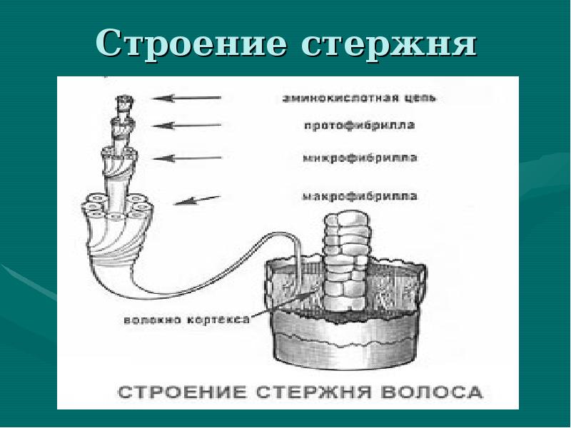 Строение стержневой