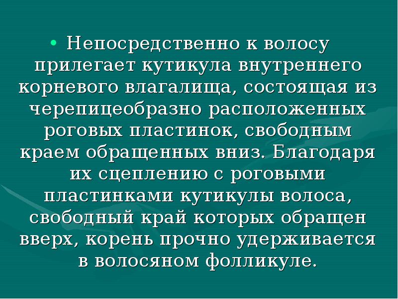 Непосредственно к волосу прилегает кутикула внутреннего корневого влагалища, состоящая из черепицеобразно Непосредственно к волосу прилегает кутикула внутреннего корневого влагалища, состоящая из черепицеобразно
