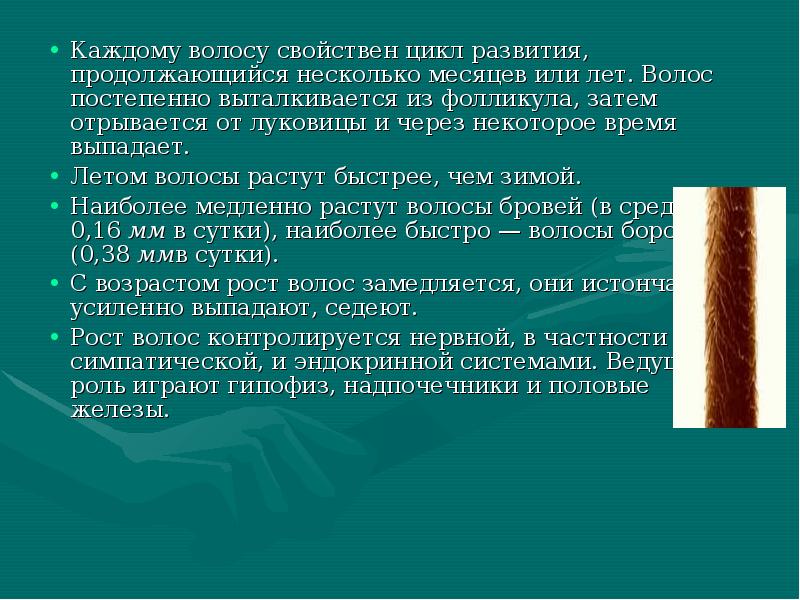 Каждому волосу свойствен цикл развития, продолжающийся несколько месяцев или лет. Волос Каждому волосу свойствен цикл развития, продолжающийся несколько месяцев или лет. Волос