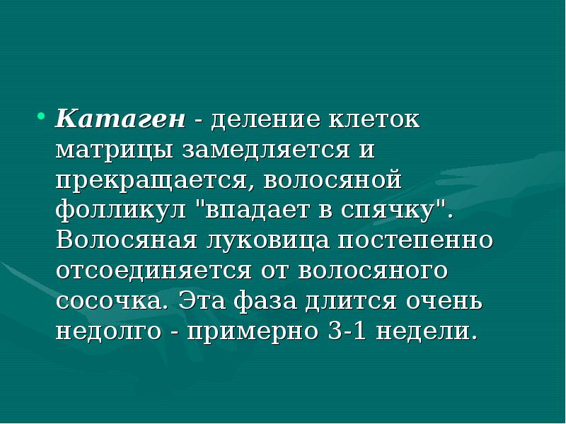 Катаген - деление клеток матрицы замедляется и прекращается, волосяной фолликул "впадает Катаген - деление клеток матрицы замедляется и прекращается, волосяной фолликул "впадает