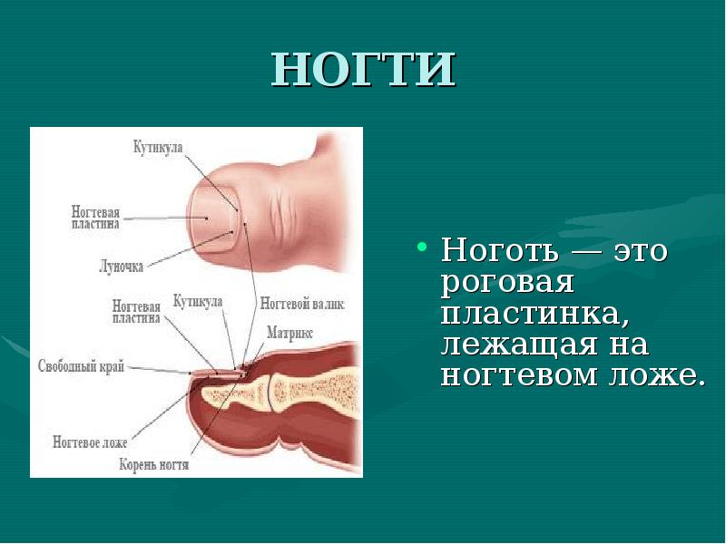 НОГТИ
Ноготь — это роговая пластинка, лежащая на ногтевом ложе. НОГТИ
Ноготь — это роговая пластинка, лежащая на ногтевом ложе.