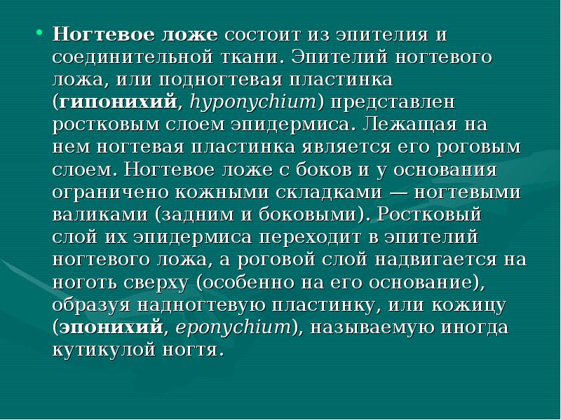 Ногтевое ложе состоит из эпителия и соединительной ткани. Эпителий ногтевого ложа, Ногтевое ложе состоит из эпителия и соединительной ткани. Эпителий ногтевого ложа,