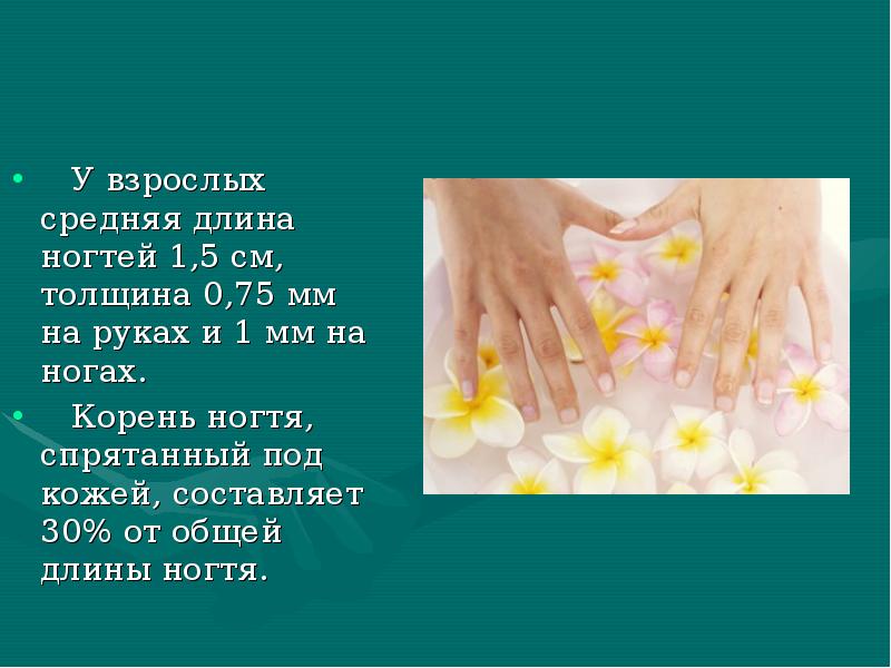 У взрослых средняя длина ногтей 1,5 см, толщина 0,75 мм на У взрослых средняя длина ногтей 1,5 см, толщина 0,75 мм на