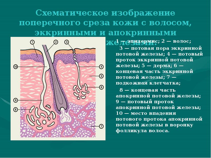 Схематическое изображение поперечного среза кожи с волосом, эккринными и апокринными потовыми Схематическое изображение поперечного среза кожи с волосом, эккринными и апокринными потовыми