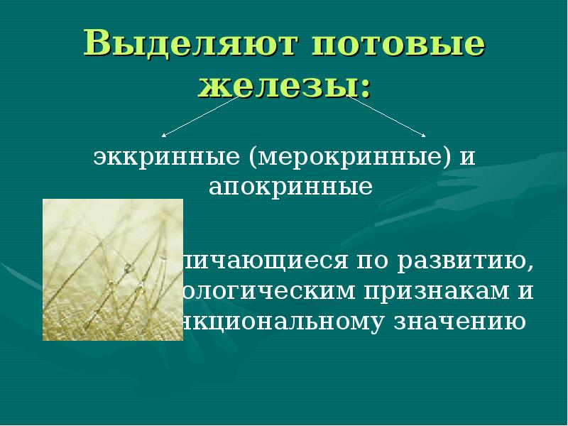 Выделяют потовые железы:
эккринные (мерокринные) и апокринные
Различающиеся по развитию, Выделяют потовые железы:
эккринные (мерокринные) и апокринные
Различающиеся по развитию,