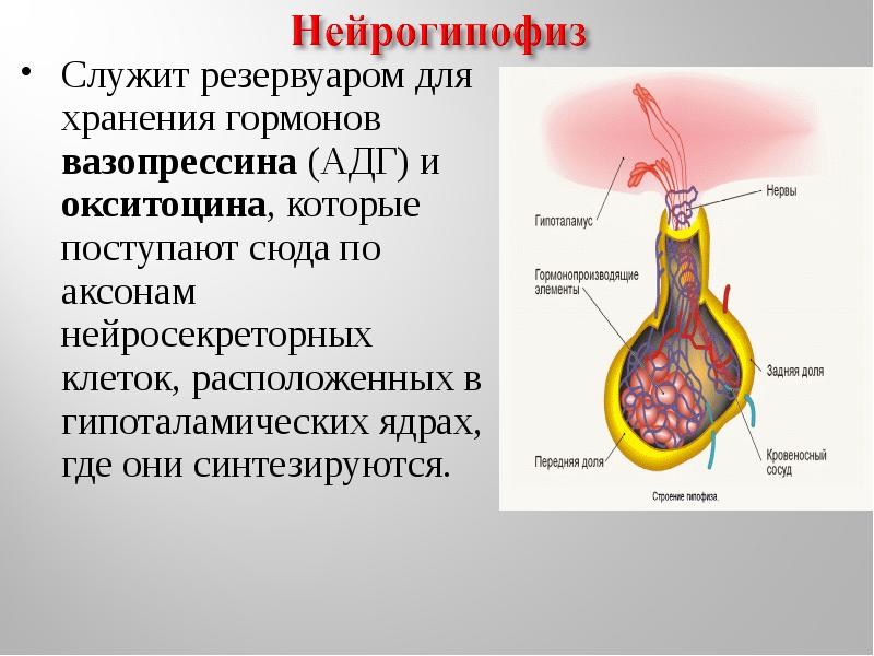 Вазопрессин гормон какой железы