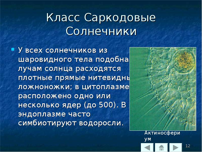 Презентация класс саркодовые