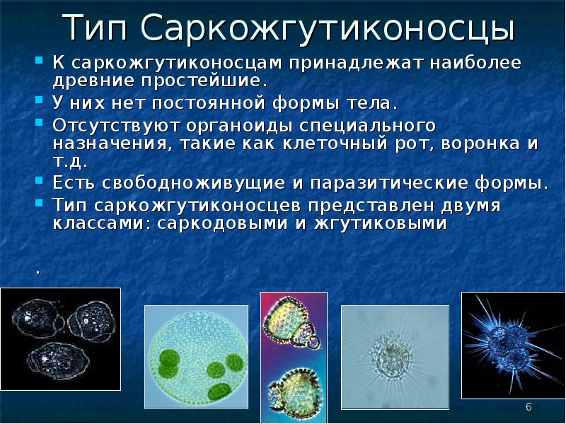 Одноклеточные организмы 5 класс презентация