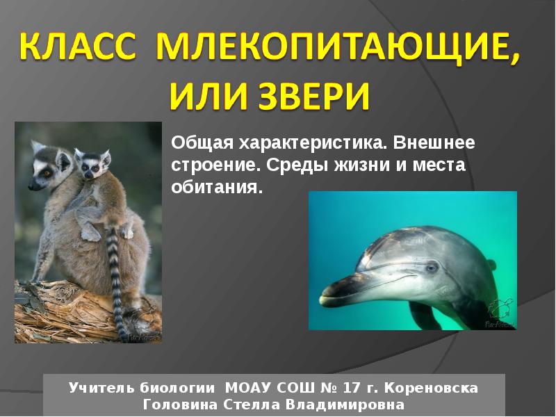 Общая характеристика. Внешнее строение. Среды жизни и места обитания. Общая характеристика. Внешнее строение. Среды жизни и места обитания.