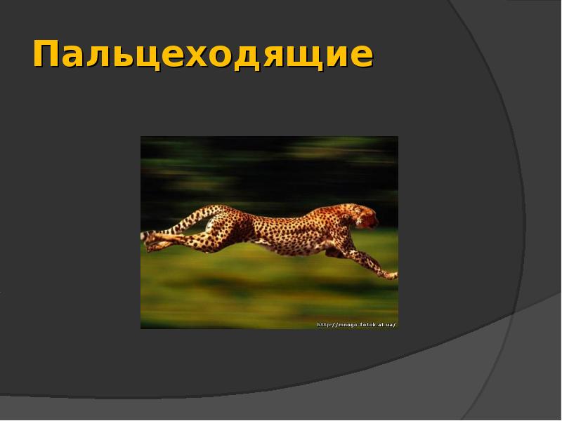 Пальцеходящие Пальцеходящие