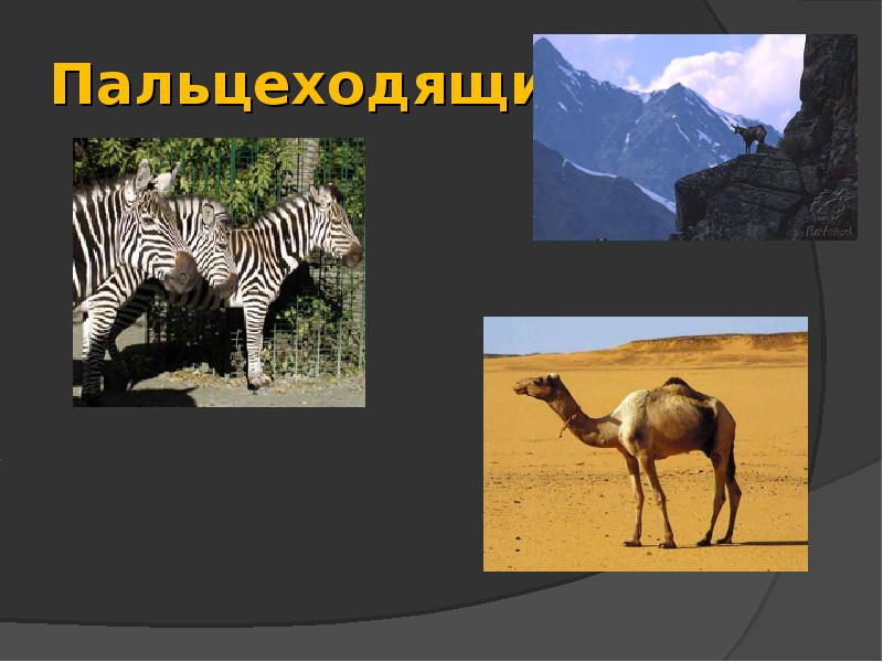 Пальцеходящие Пальцеходящие