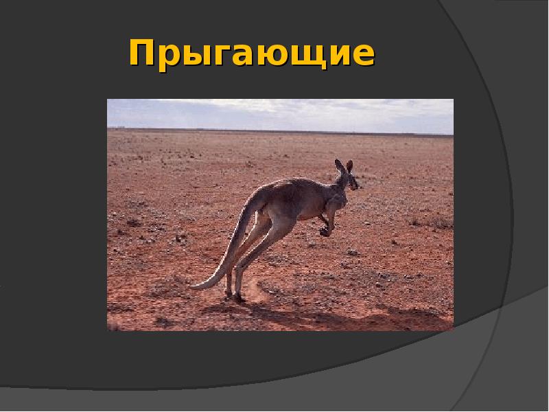 Прыгающие Прыгающие
