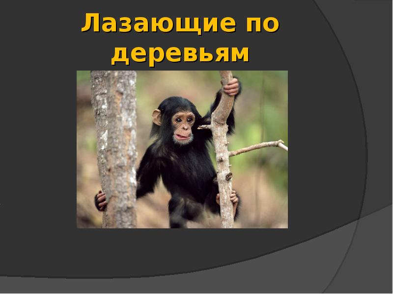Лазающие по деревьям Лазающие по деревьям