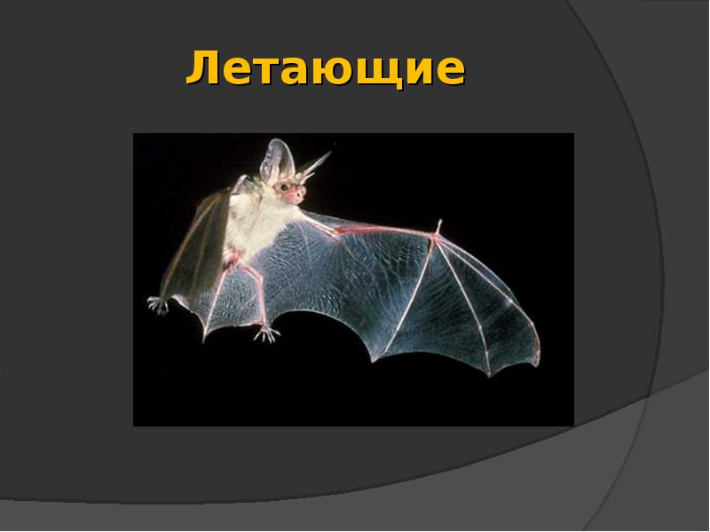 Летающие Летающие