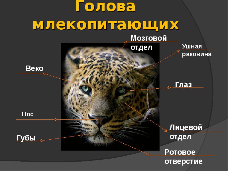 План строения тела млекопитающих