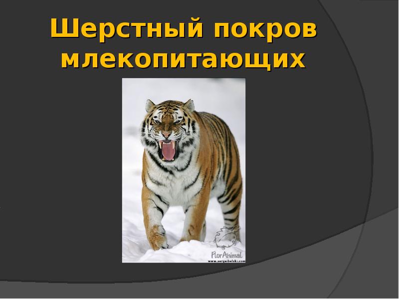 Шерстный покров млекопитающих Шерстный покров млекопитающих