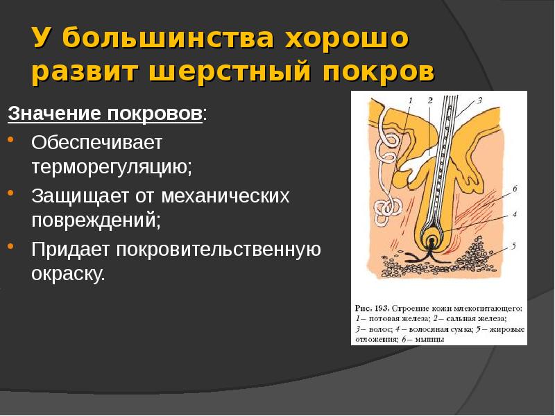 У большинства хорошо развит шерстный покров
Значение покровов:
Обеспечивает терморегуляцию;
Защищает У большинства хорошо развит шерстный покров
Значение покровов:
Обеспечивает терморегуляцию;
Защищает